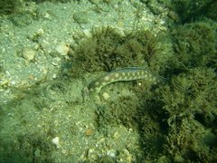 Myrichthys breviceps