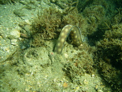 Myrichthys breviceps