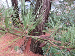 Pinus thunbergii