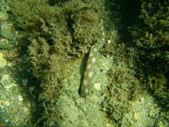Myrichthys breviceps