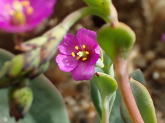 Cistanthe maritima