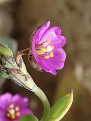 Cistanthe maritima