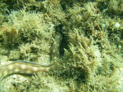 Myrichthys breviceps