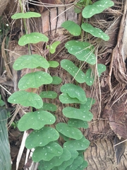 Passiflora biflora image