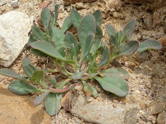 Cistanthe maritima