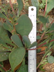 Cistanthe maritima