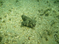Ogcocephalus cubifrons