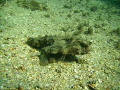 Ogcocephalus cubifrons