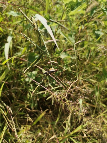 brownseed paspalum (Paspalum plicatulum)