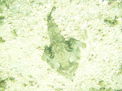 Ogcocephalus cubifrons