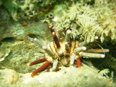 Eucidaris tribuloides