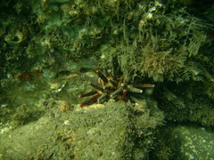 Eucidaris tribuloides