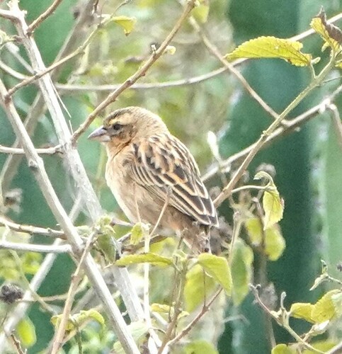 Black-winged Bishop