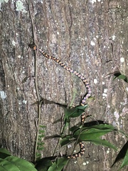 Siphlophis cervinus