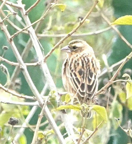 Black-winged Bishop