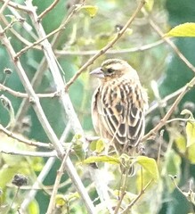 Black-Winged Red Bishop photo 3
