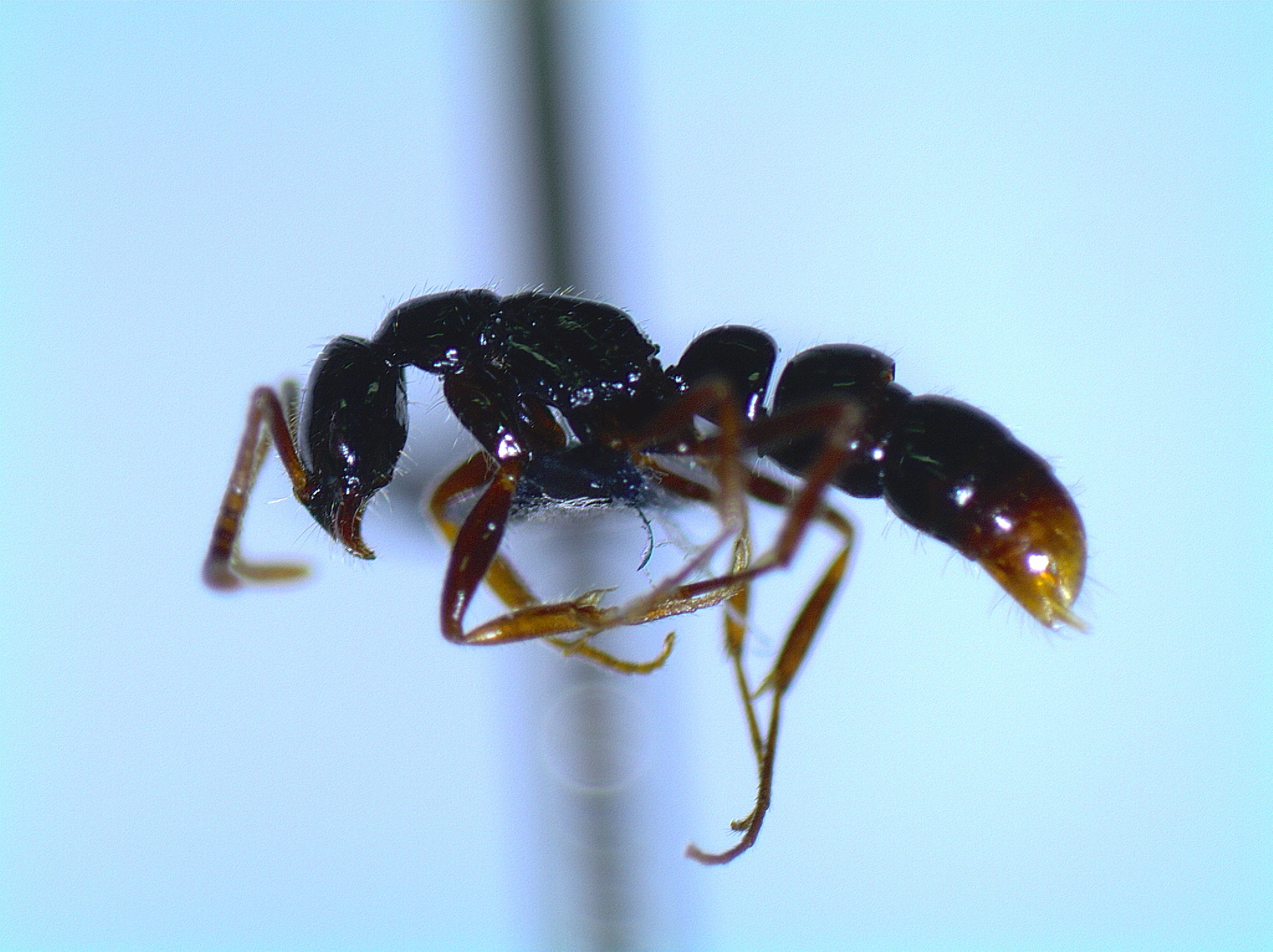 Leptogenys crudelis