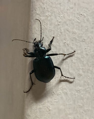 Calosoma granatense