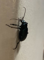 Calosoma granatense