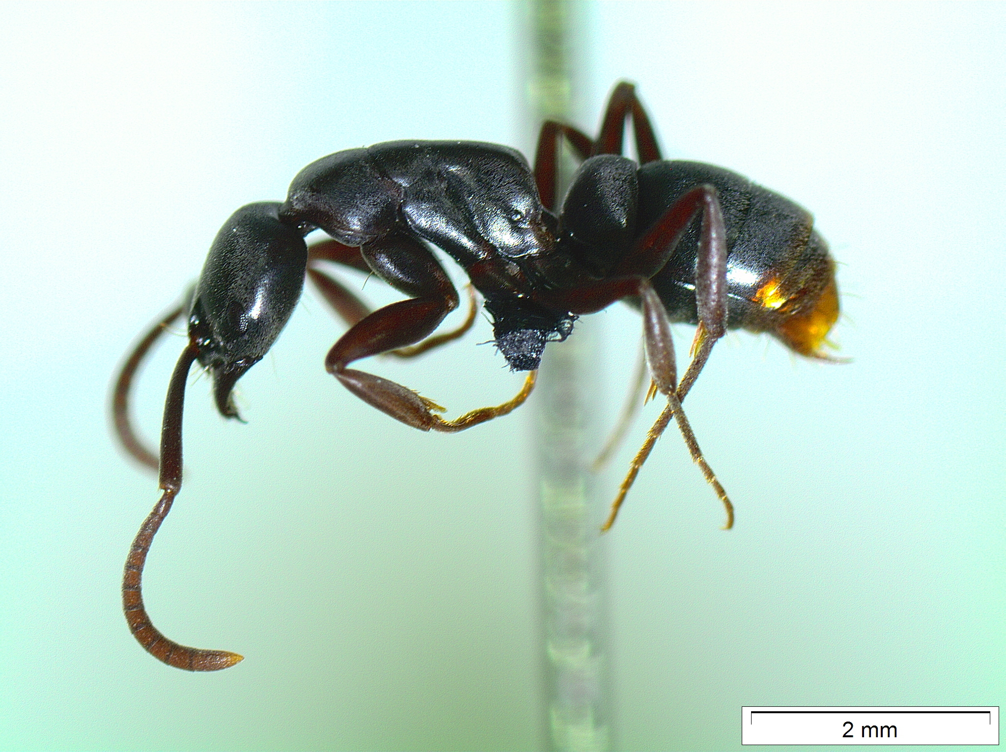 Neoponera bucki