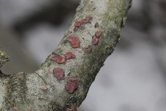 Peniophora rufa image