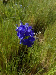 Delphinium variegatum