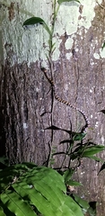 Siphlophis cervinus