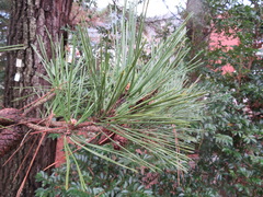 Pinus thunbergii