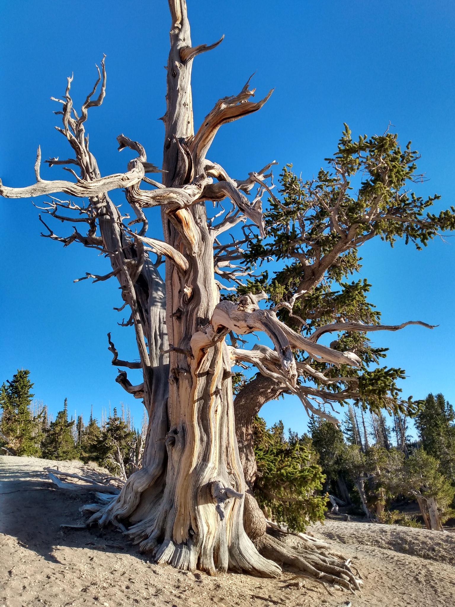 Langlebige Kiefer (Pinus longaeva): Herkunft und Verwendung — foto 3