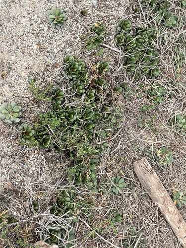 iNaturalist observation photo of European sea lavender
