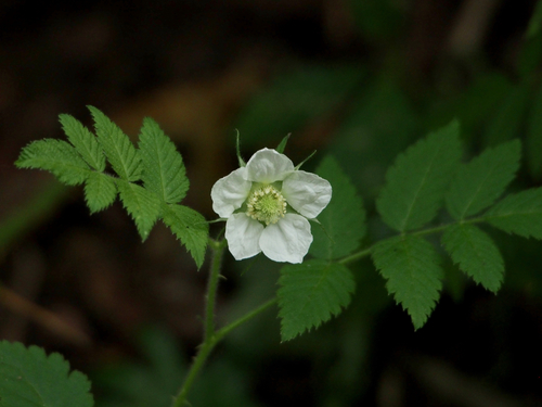 rose blackberry (Rubus rosa)