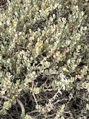 iNaturalist observation photo of beach saltbush
