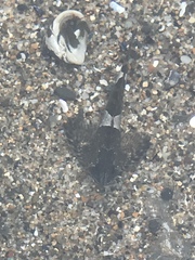 Clinocottus globiceps