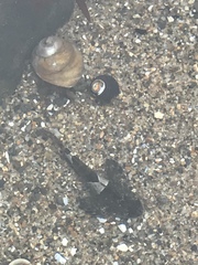 Clinocottus globiceps