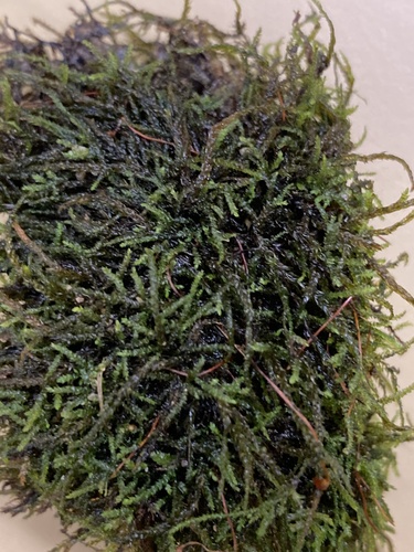 Platylomella lescurii, 2023-09-23