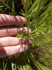 Delphinium variegatum