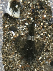 Clinocottus globiceps