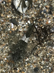 Clinocottus globiceps