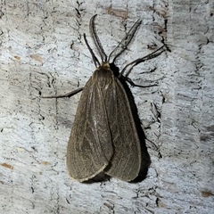 Pagara simplex