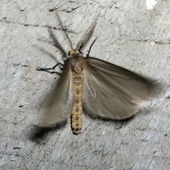 Pagara simplex