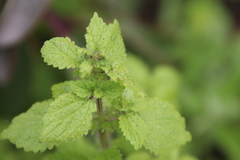 Hesperocnide tenella