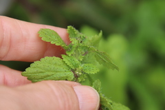 Hesperocnide tenella