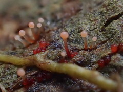 Nectria pseudotrichia