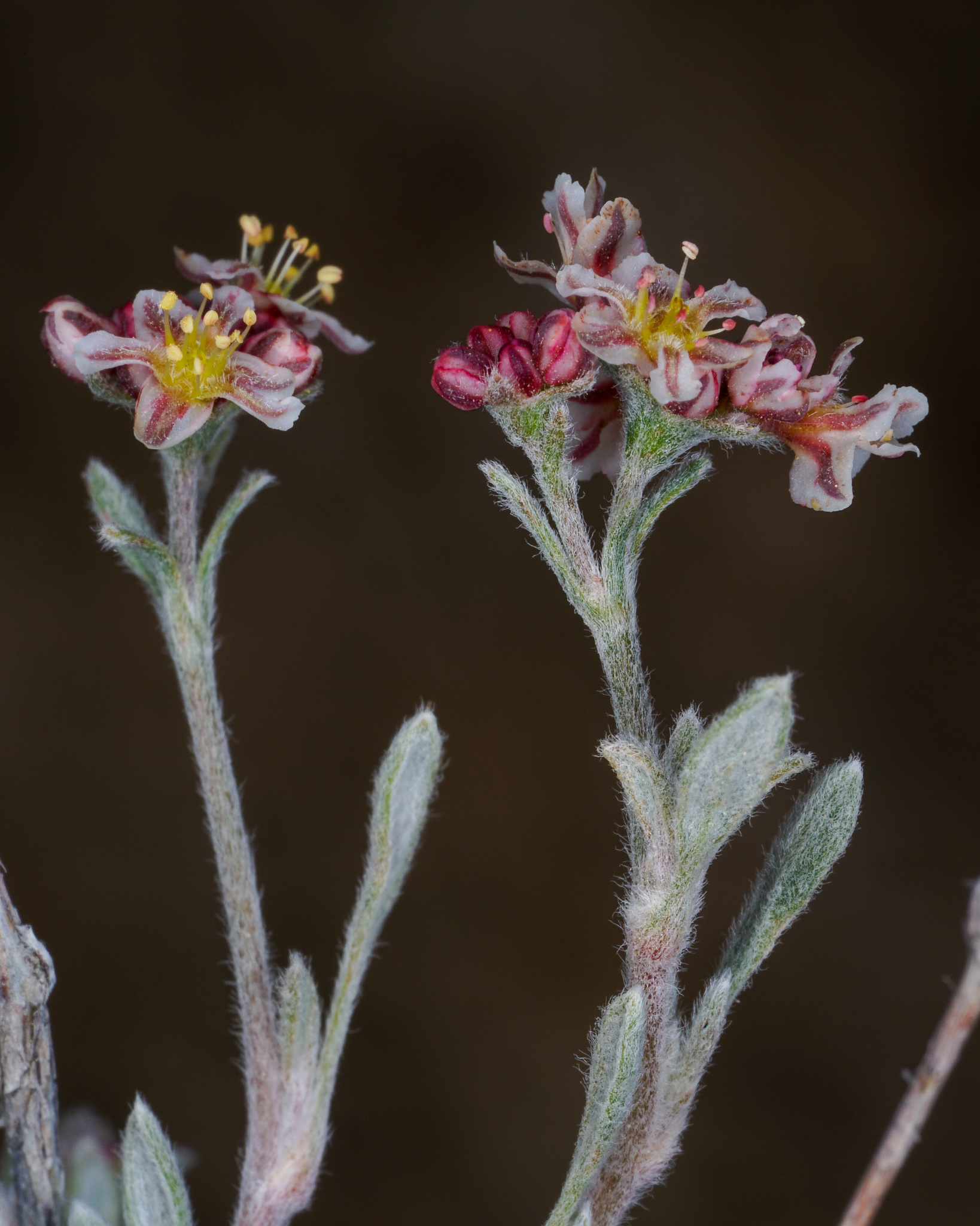 Eriogonum suffruticosum