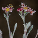 Eriogonum suffruticosum - Photo (c) Matt Reala, algunos derechos reservados (CC BY-NC), subido por Matt Reala