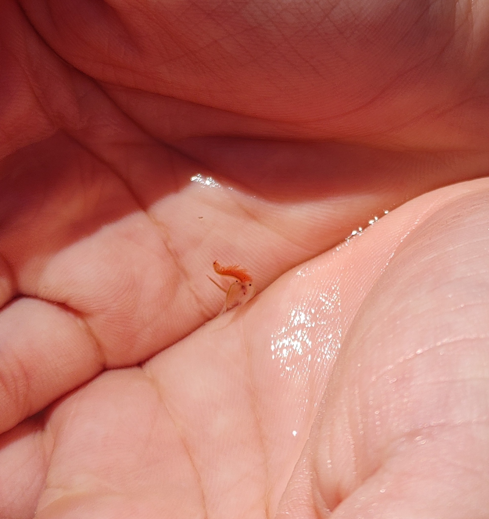 Artemia monica Verrill, 1869