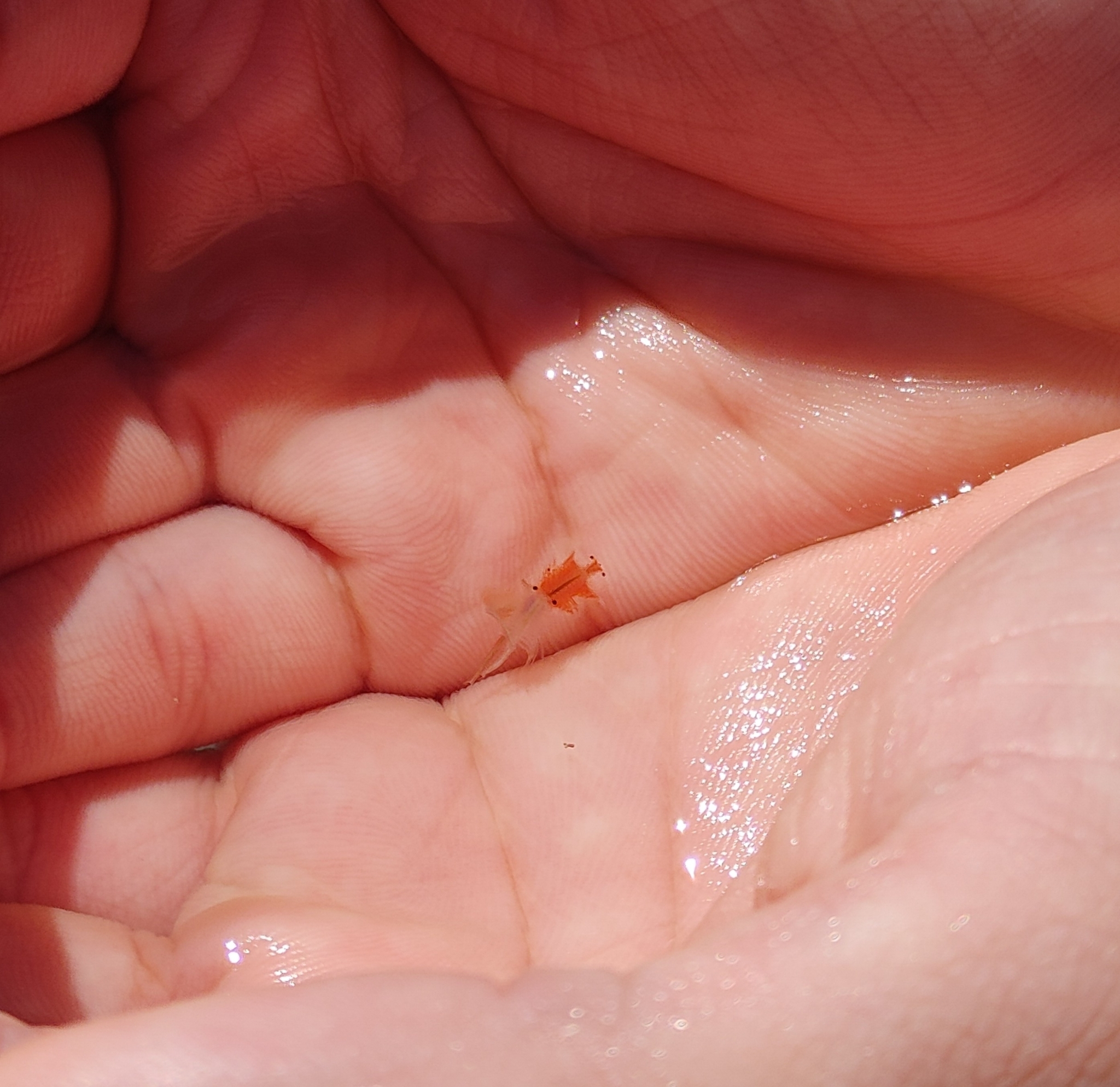 Artemia monica Verrill, 1869