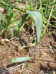 Ledebouria glauca