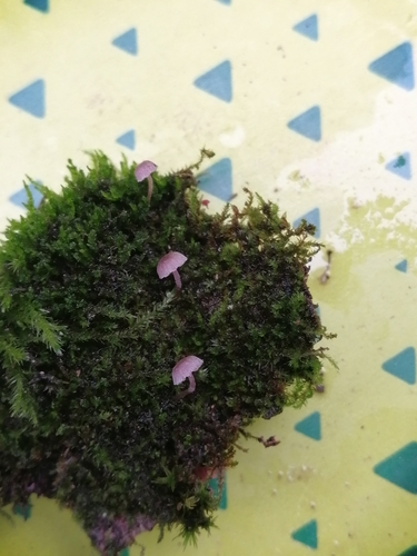 Mycena meliigena — no rights reserved