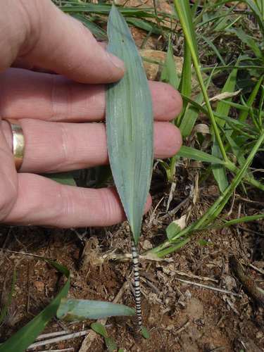 Ledebouria glauca